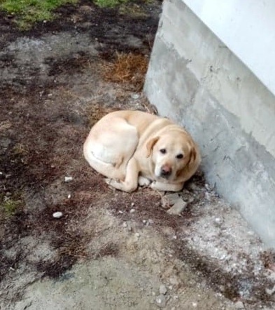 Poszukujemy właściciela zabłąkanego psa