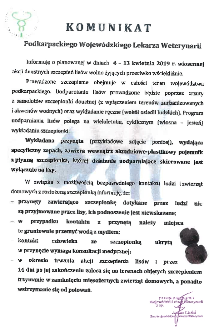 Akcja szczepienia lisów przeciw wściekliźnie