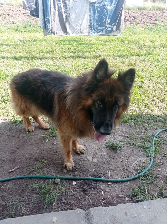 Poszukujemy właściciela zabłąkanego psa