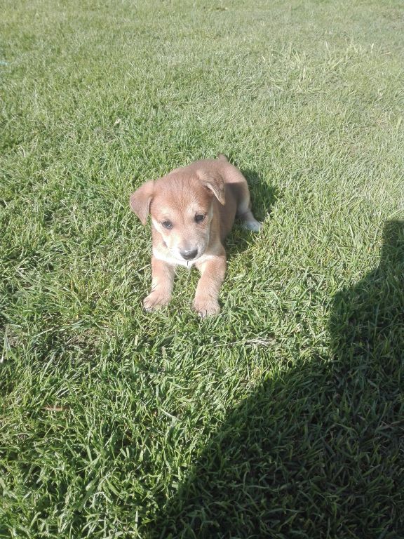 Cztery małe pieski poszukują domu !