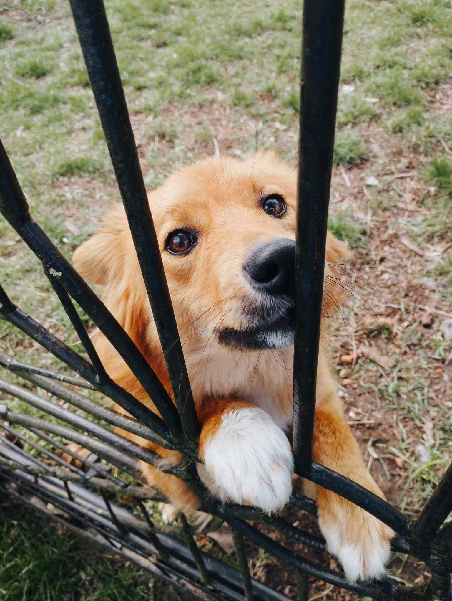 Poszukujemy właściciela zabłąkanego psa