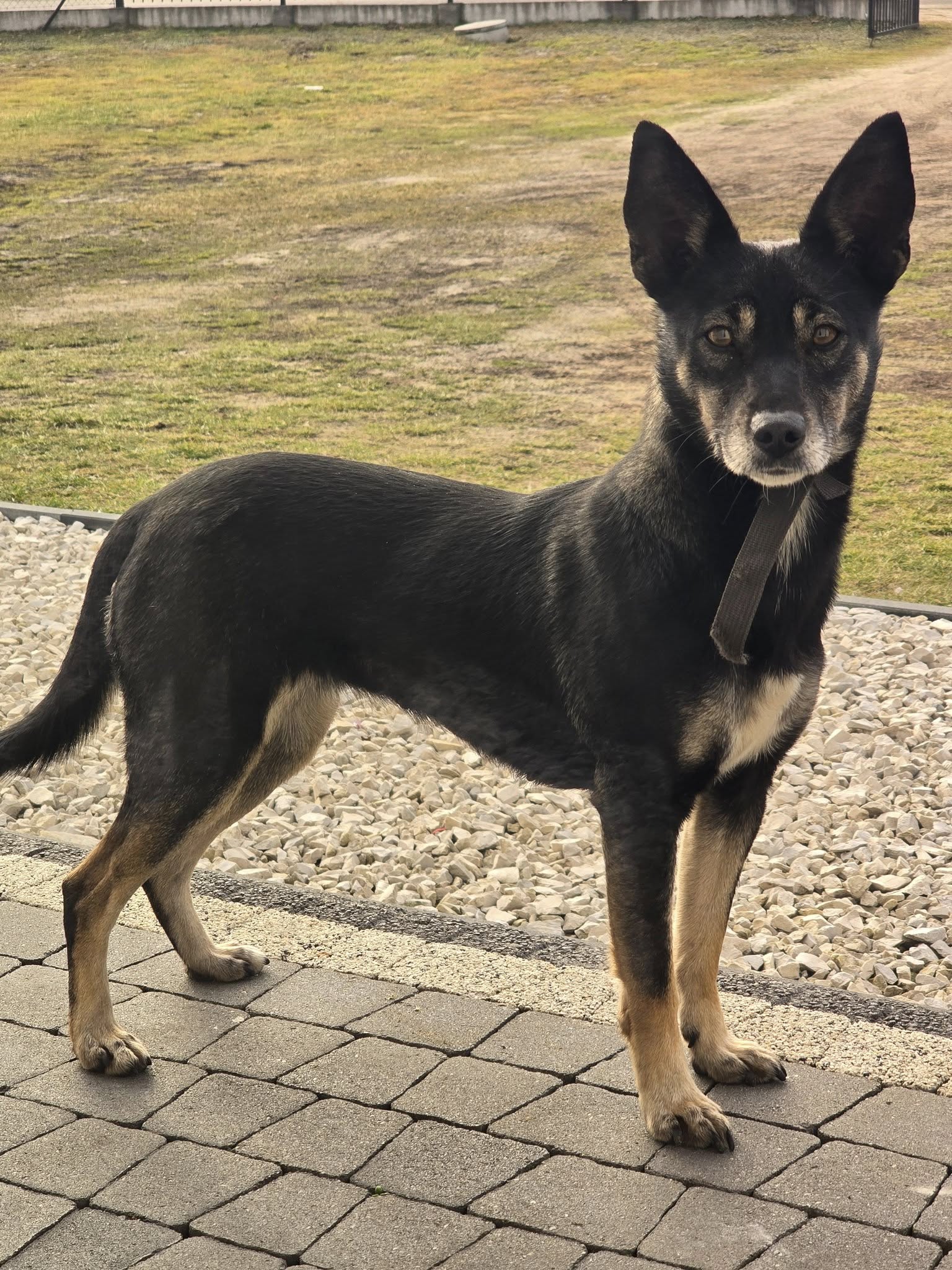 Poszukujemy właściciela zabłąkanego psa