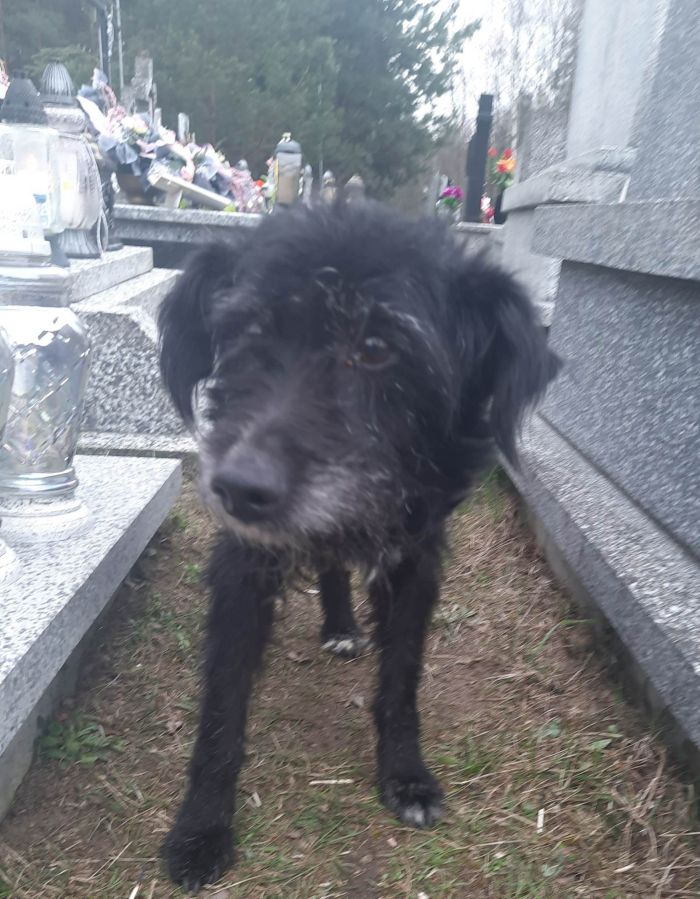 Poszukujemy właściciela zabłąkanego psa