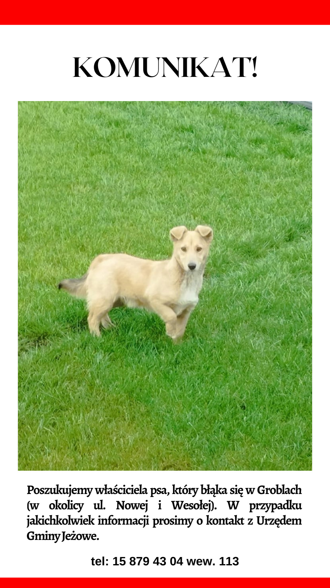 Poszukiwany właściciel psa