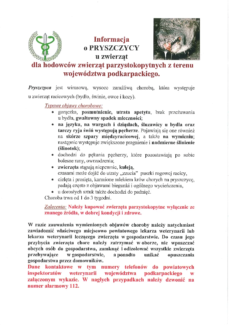 Informacja o pryszczycy u zwierząt