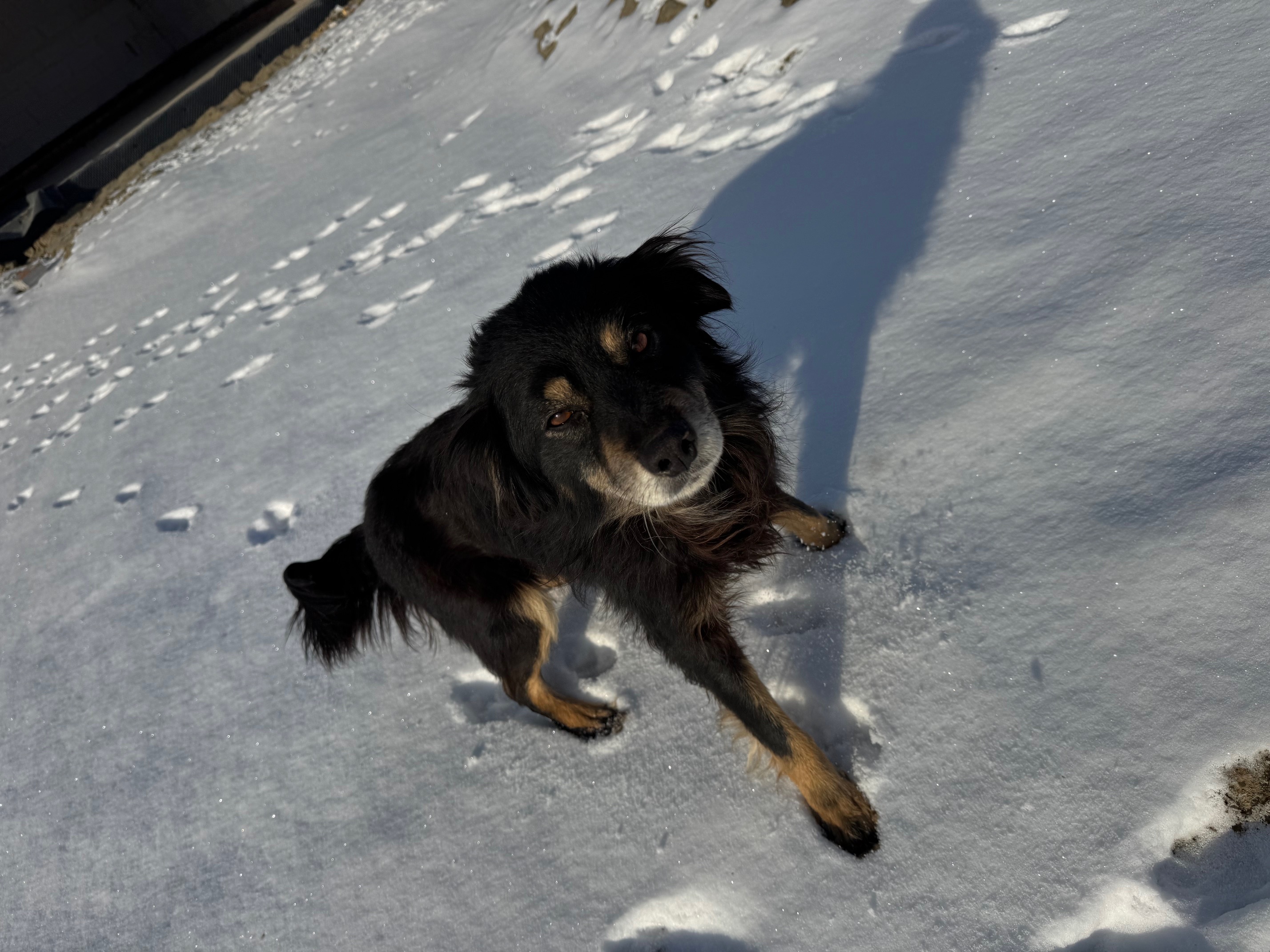 Poszukujemy właścicieli zabłąkanych psów