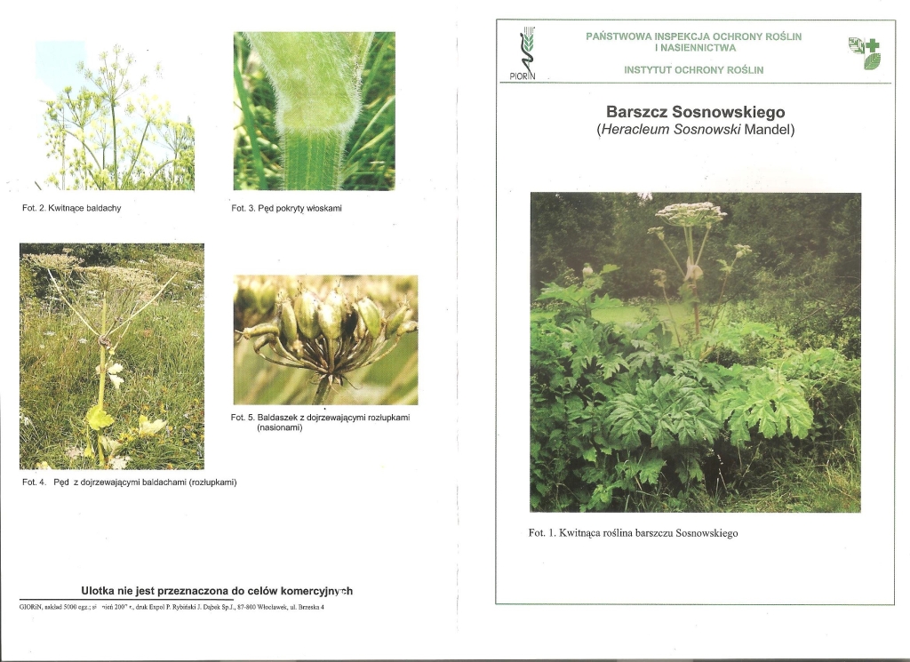 Uwaga na Barszcz Sosnowskiego