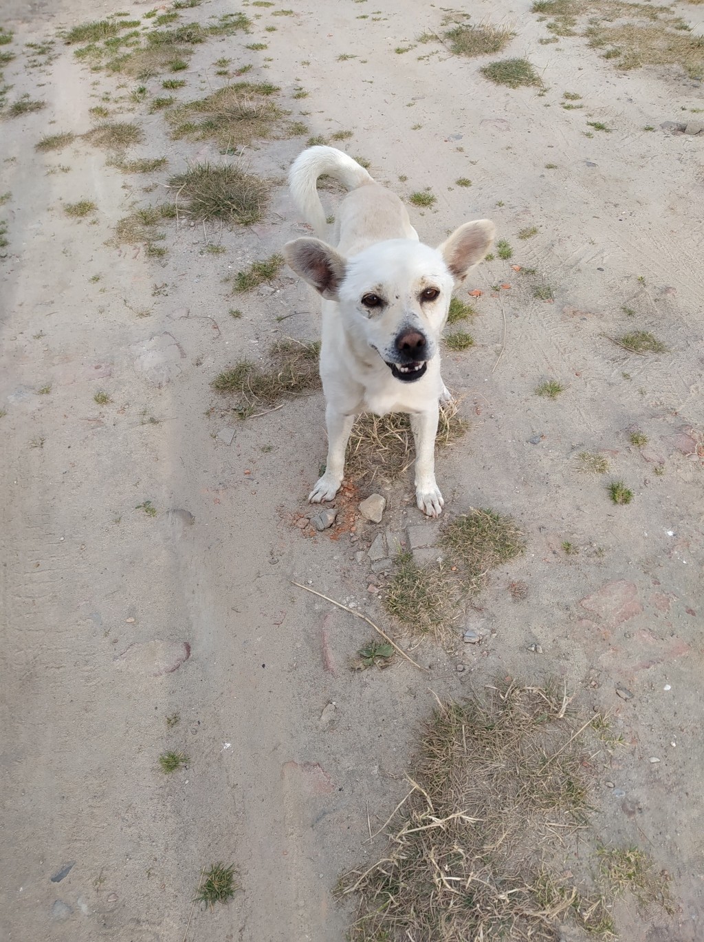 Poszukujemy właściciela zabłąkanego psa 