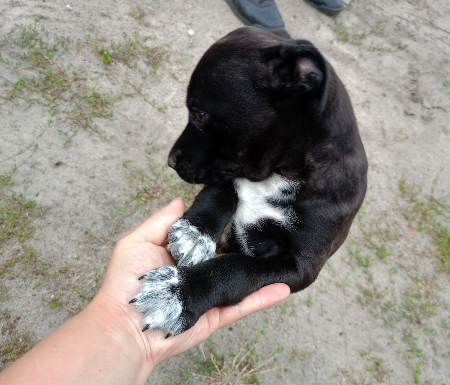 Poszukujemy właściciela zabłąkanych psów