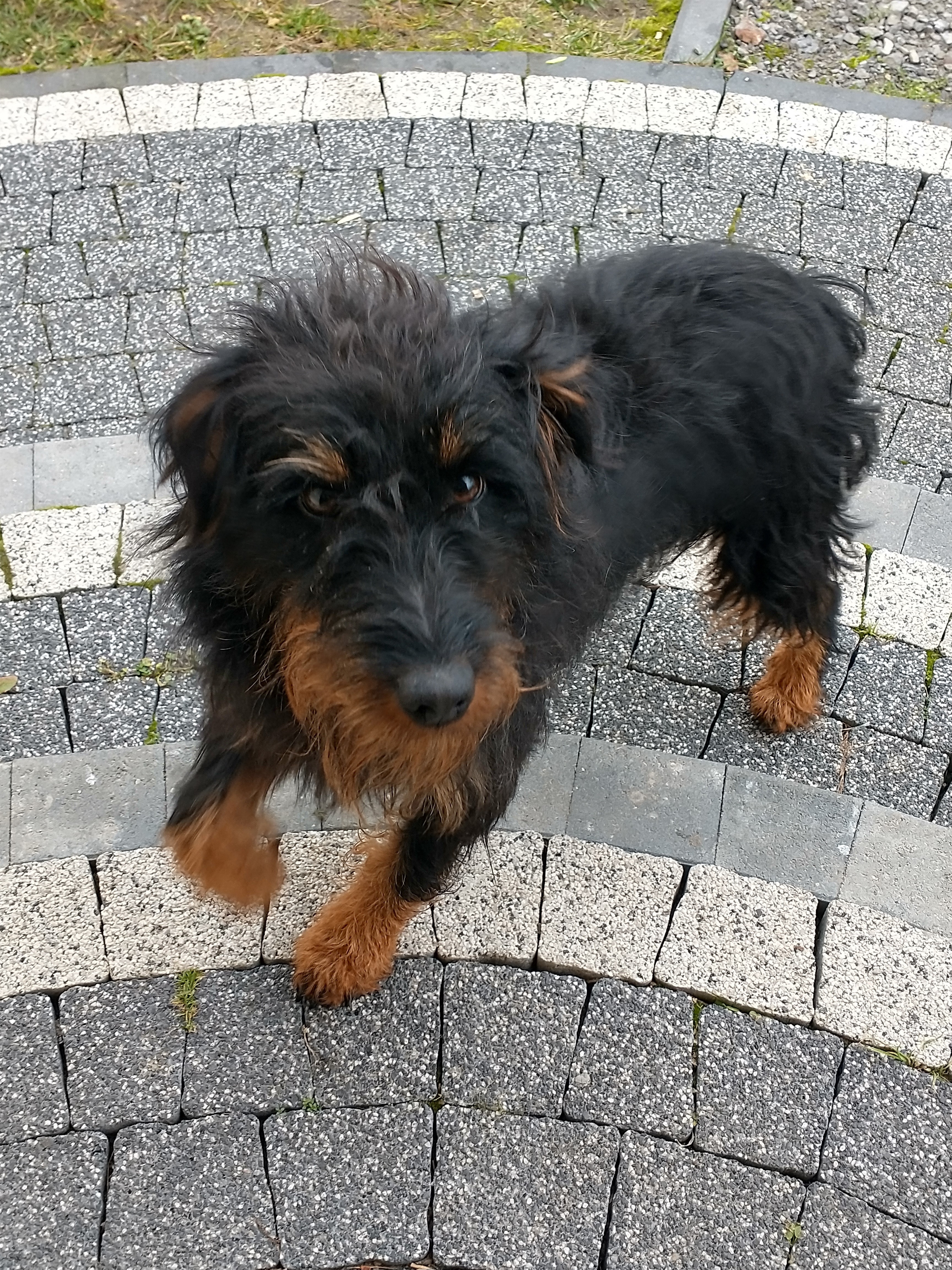 Poszukujemy właściciela zabłąkanego psa 