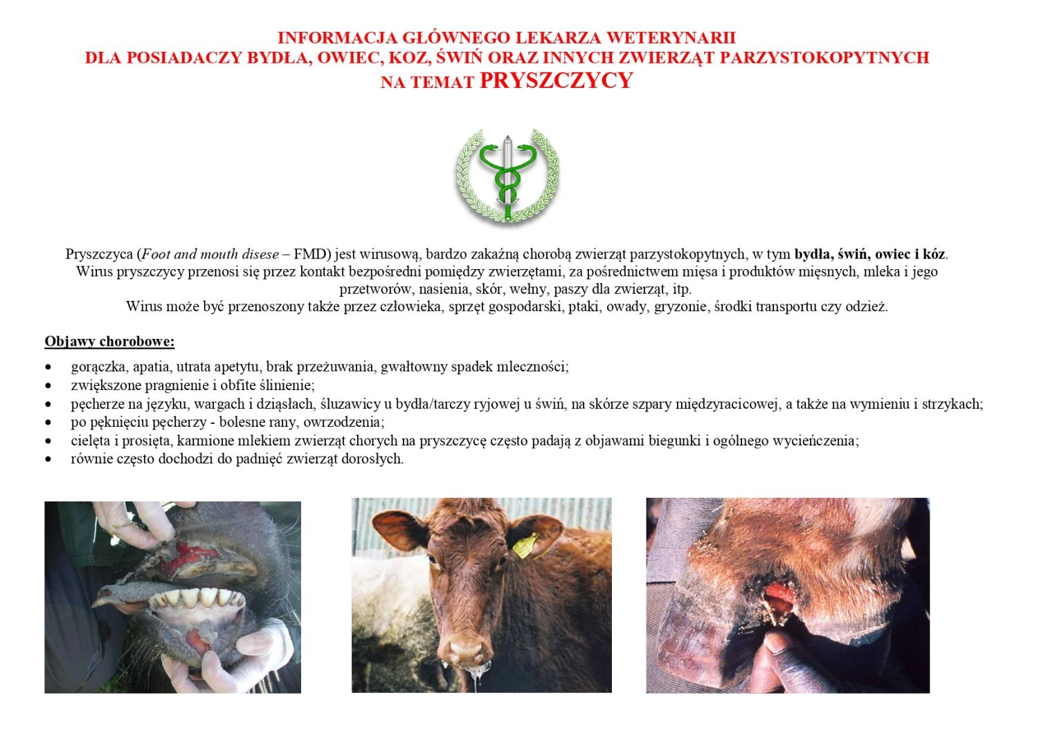 Informacja Głównego Lekarza Weterynarii dla posiadaczy bydła, owiec, kóz, świń oraz innych zwierząt parzystokopytnych na temat pryszczycy