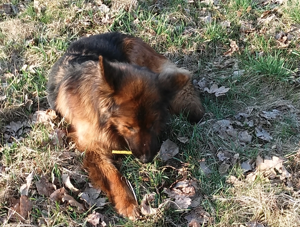Poszukujemy właściciela zabłąkanego psa 