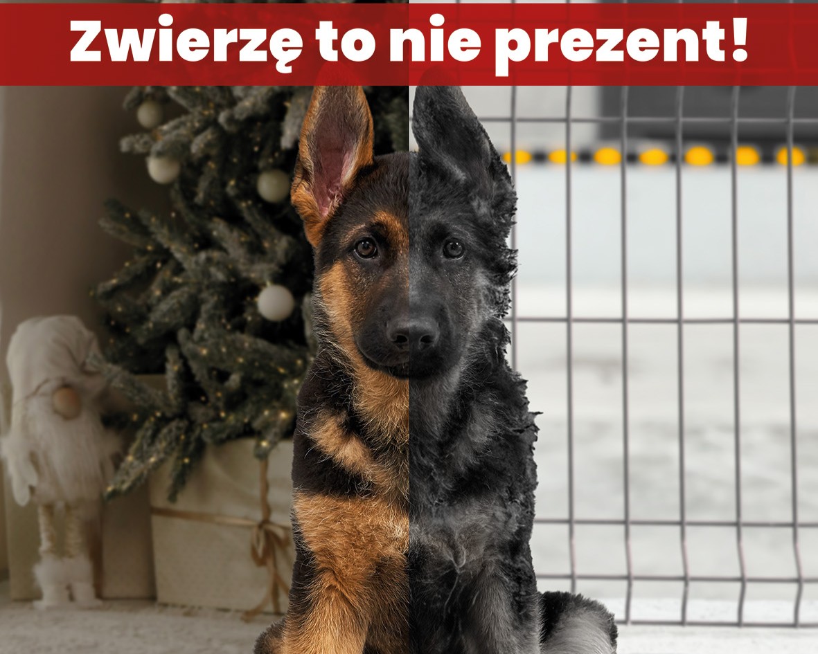 Zwierzę to nie prezent 🎄🐾