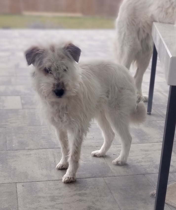 Poszukujemy właściciela zabłąkanego psa