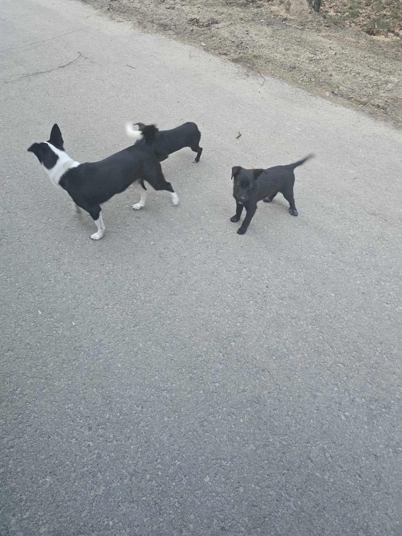 Poszukujemy właściciela zabłąkanych psów