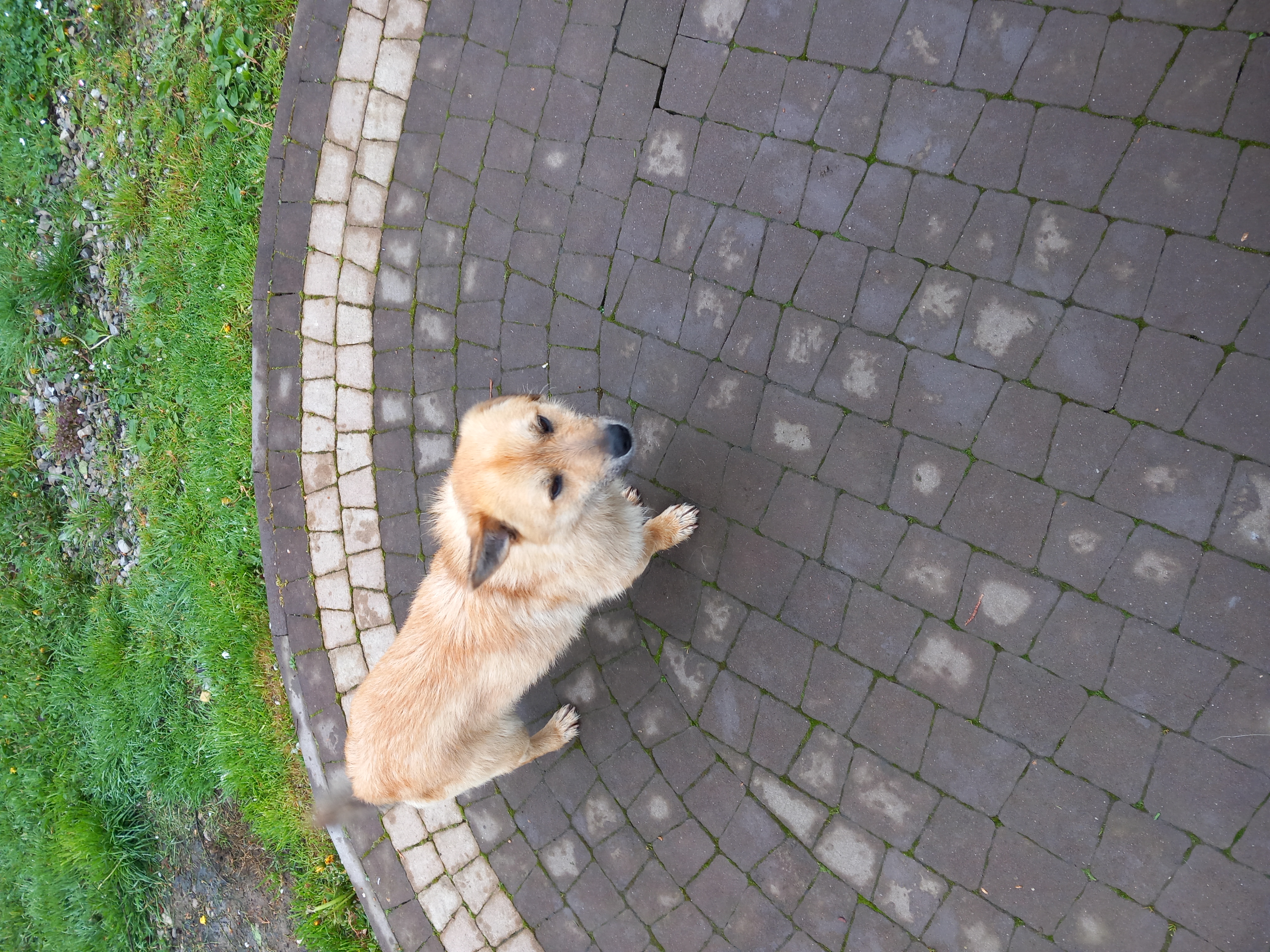  Poszukujemy właściciela zabłąkanego psa