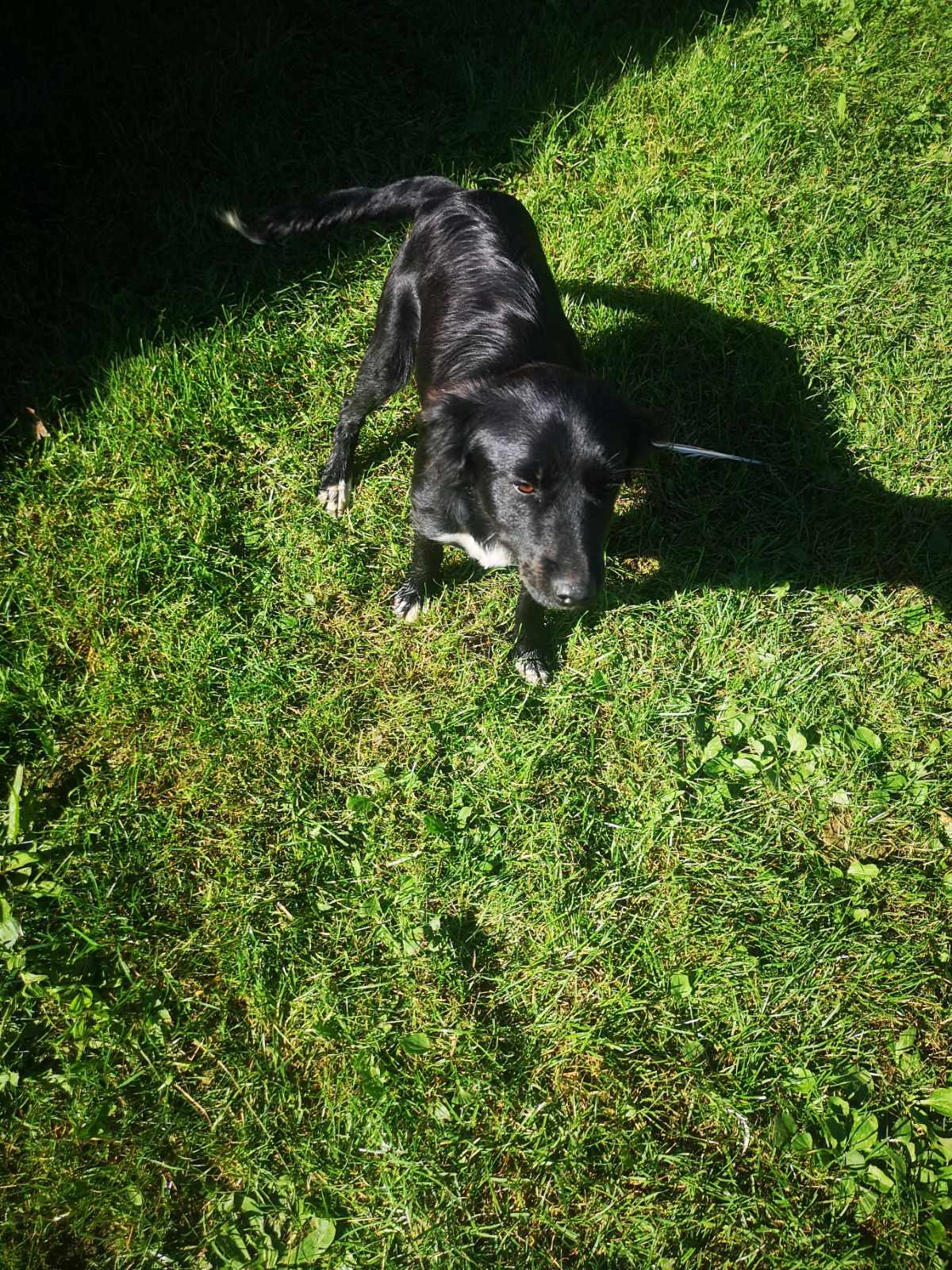 Poszukujemy właściciela zabłąkanego psa