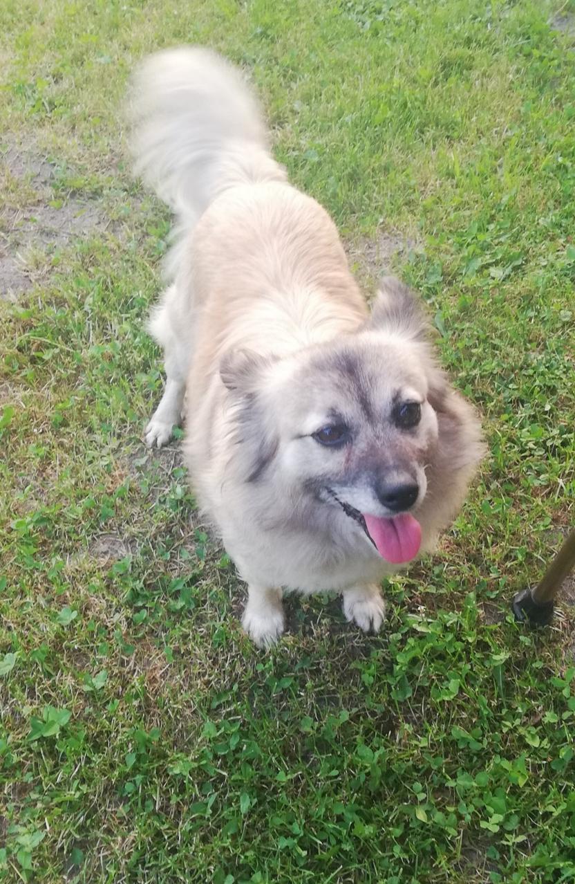 Poszukujemy właściciela zabłąkanego psa