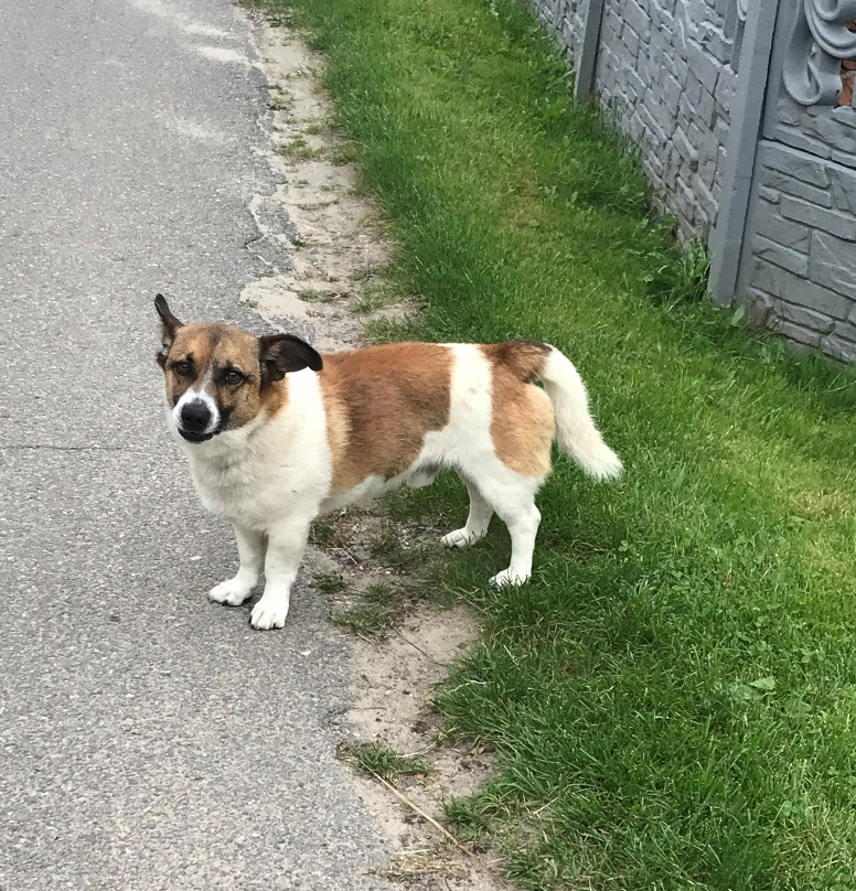 Poszukujemy właściciela zabłąkanego psa