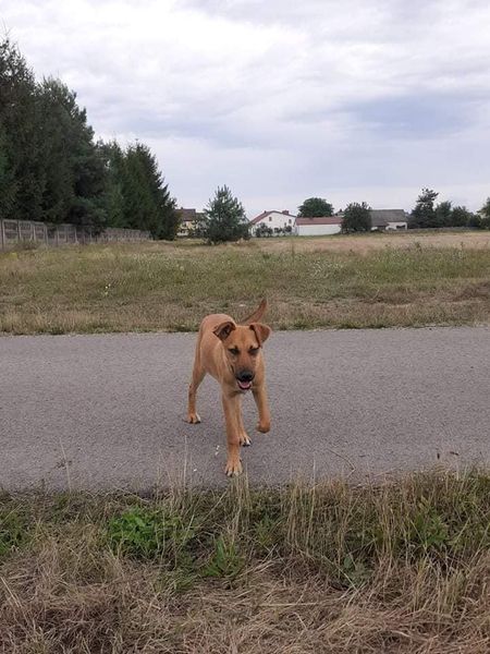 Poszukujemy właściciela zabłąkanego psa 