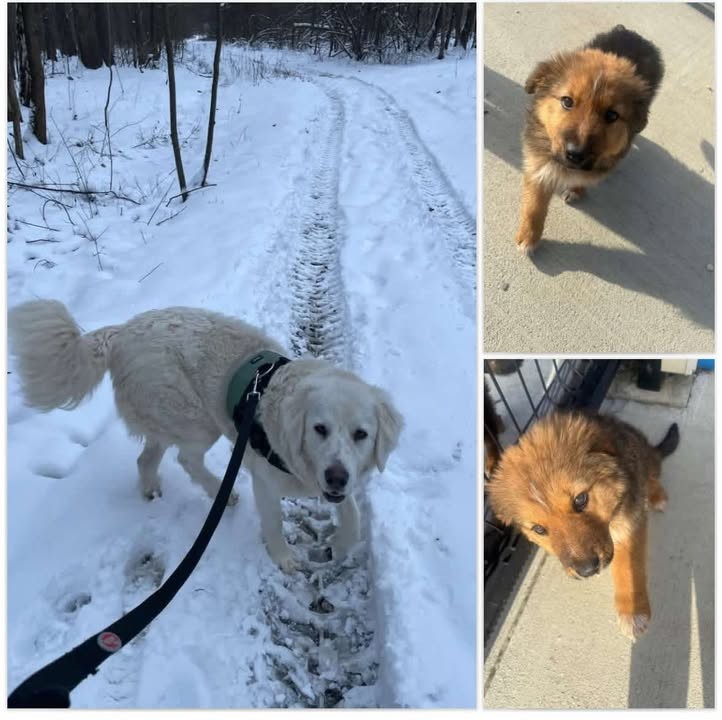 Zaginął pies rasy owczarek podhalański - prosimy o pomoc!