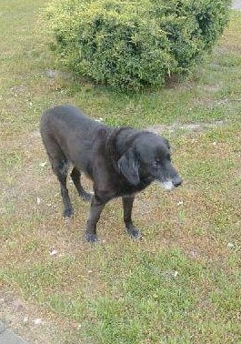 Poszukujemy właściciela zabłąkanego psa